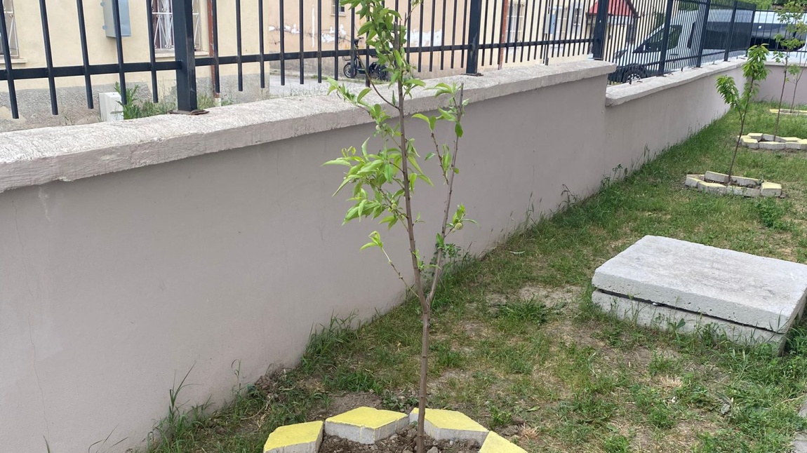 KEMAH İMAM HATİP ORTAOKULU OLARAK BAHÇEMİZE MEYVE AĞACI DİKİMİ YAPTIK.